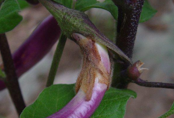 蔬菜沖施肥專家分析茄子灰霉病