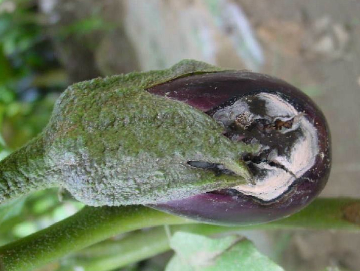 蔬菜沖施肥專家講述茄子綿疫病