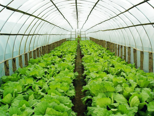 蔬菜沖施肥專家提醒大棚蔬菜種植謹防“四害”