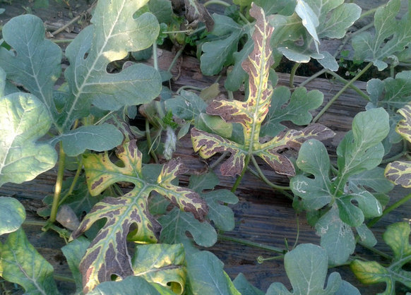 西瓜缺素癥之西瓜缺鎂葉肉黃化變干怎么防治