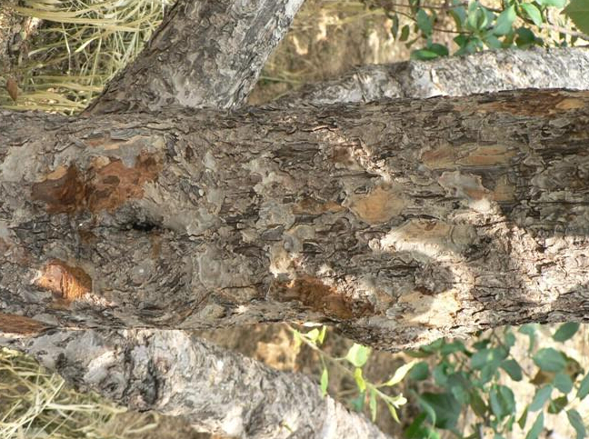 蘋果輪紋病致蘋果表面病斑爛果如何防治——沖施肥專家分享