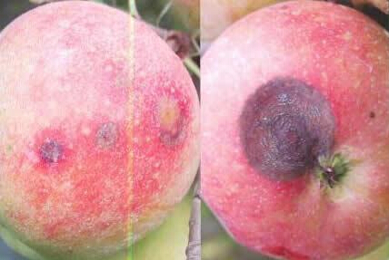 沖施肥專家分析蘋果炭疽病引起蘋果病斑腐爛怎么辦