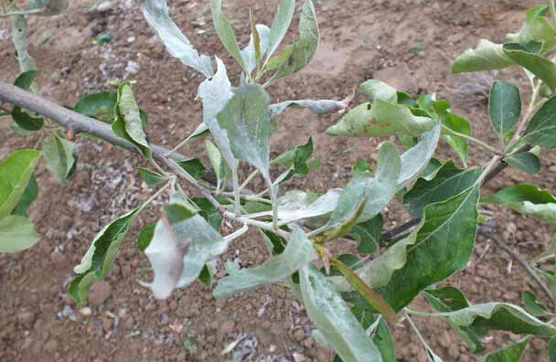 蘋果白粉病是怎么發(fā)生的癥狀表現(xiàn)有哪些