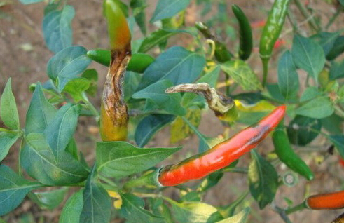 蔬菜沖施肥專家:辣椒炭疽病癥狀落葉爛果死棵如何防治