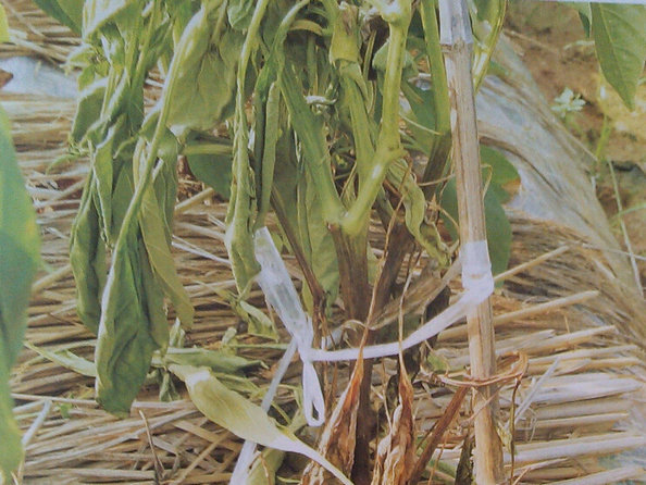 蔬菜沖施肥專家分享如何防治辣椒疫病引起的植株成片死亡