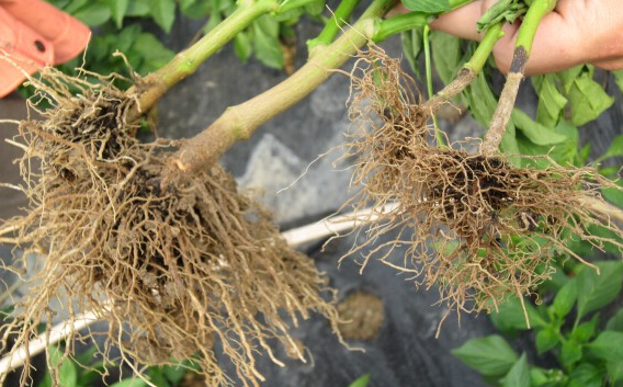 辣椒根腐病癥狀辣椒死棵及防治方法介紹——蔬菜沖施肥專家