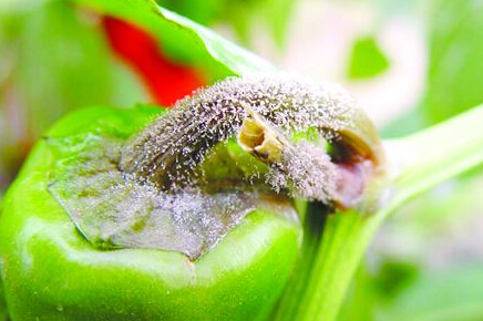 辣椒灰霉病引起幼苗死亡怎么辦?蔬菜沖施肥專家告訴你