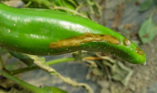 蔬菜沖施肥專家分析辣椒黑斑病發病條件及如何防治