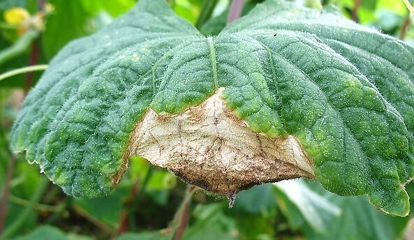 蔬菜沖施肥科學(xué)施用,黃瓜葉燒病葉片枯死治理方法有哪些
