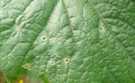 黃瓜黑星病有什么癥狀及如何防治——蔬菜沖施肥專家介紹