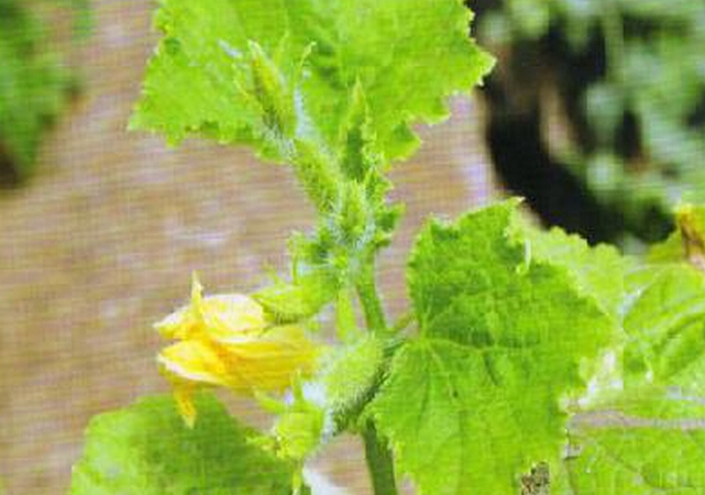 黃瓜花打頂(花抱頭)癥狀及防治方法分析——蔬菜沖施肥專家