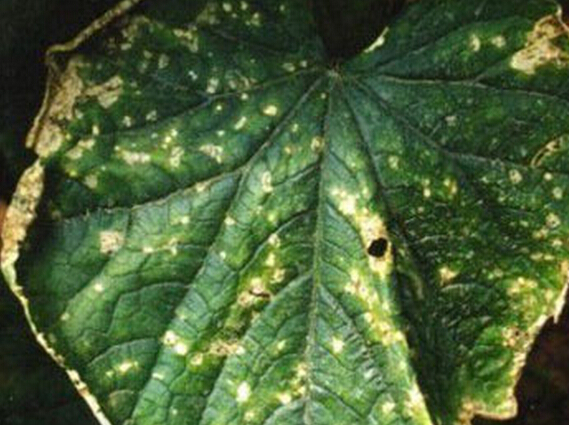 _ʩʌҽBSϽǰ߲cS˪ù^eη