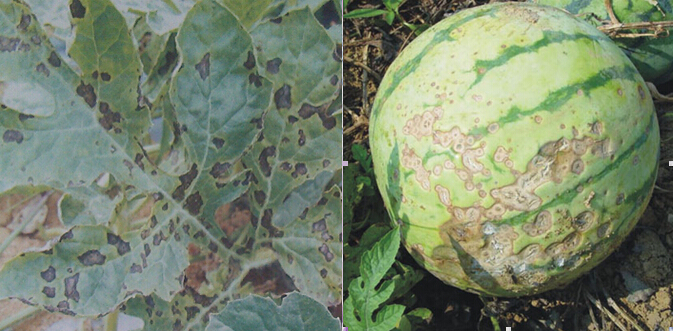 西瓜炭疽病莖蔓死亡幼果萎縮如何防治