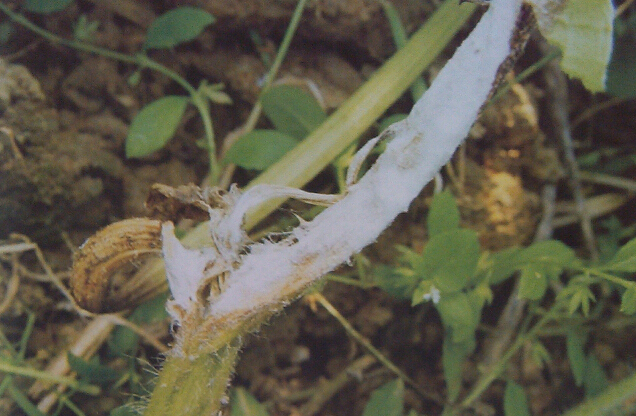 西瓜病害(七)西瓜白絹病引起莖蔓瓜果腐爛怎么預防