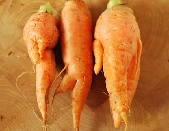 蔬菜沖施肥專家分享胡蘿卜分叉解決辦法