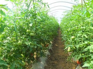 西紅柿沖施肥使用方法