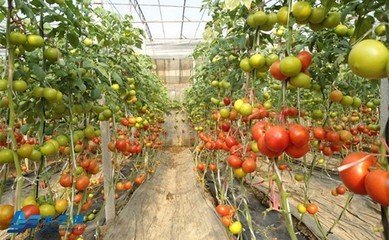 西紅柿專用沖施肥