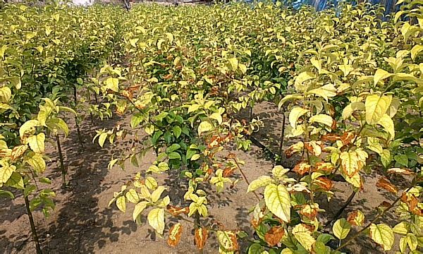 海棠花葉子發黃