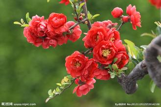 海棠花掉葉子怎么解決