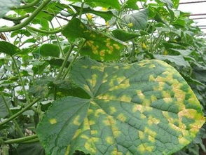 大棚黃瓜霜霉病癥狀