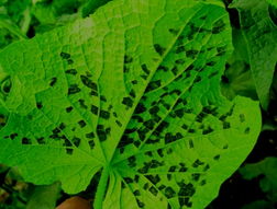 黃瓜霜霉病防治方法