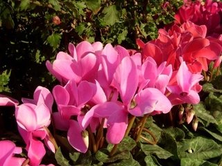 仙客來(lái)葉子發(fā)黃