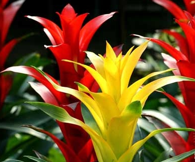 鳳梨花葉子發黃