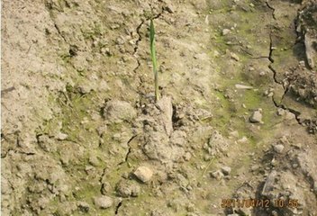 沖施肥施用前 沖施肥施用前