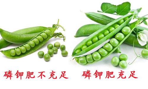 豌豆沖施肥 豌豆沖施肥