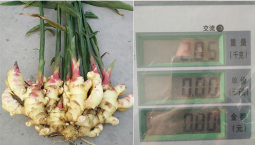 大姜沖施肥 大姜沖施肥