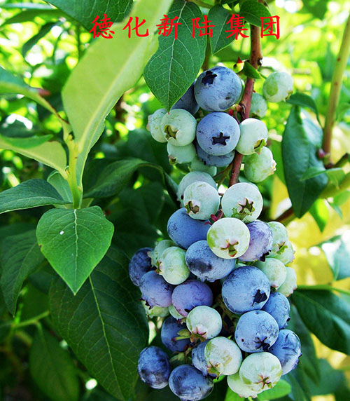 藍(lán)莓沖施肥 藍(lán)莓沖施肥