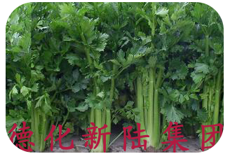 芹菜沖施肥 芹菜沖施肥