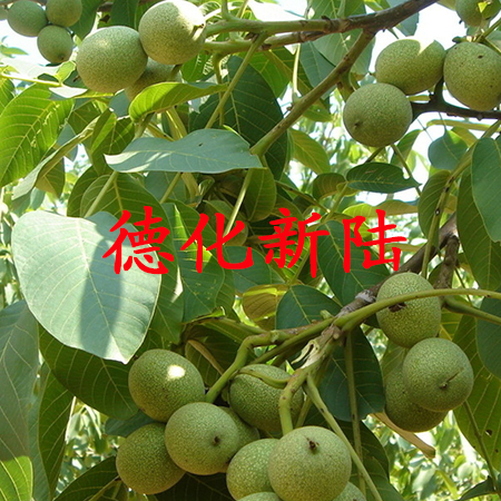 核桃沖施肥 核桃沖施肥