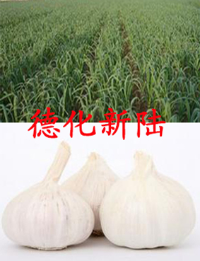 大蒜沖施肥 大蒜沖施肥