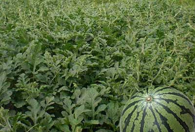 西瓜沖施肥 西瓜沖施肥