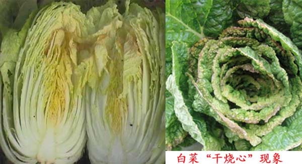 白菜缺鈣現象 白菜缺鈣現象