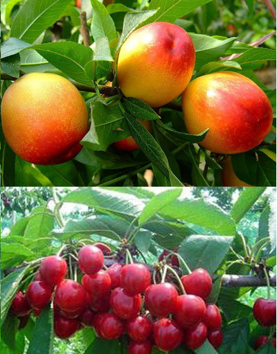 果樹沖施肥 果樹沖施肥