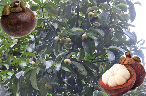 山竹結果樹 山竹結果樹