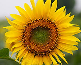 向日葵預防空殼技術 向日葵預防空殼技術