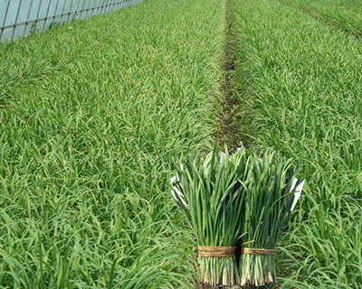 韭菜施肥技術(shù) 韭菜施肥技術(shù)