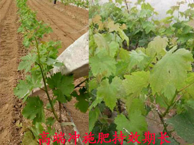 高端沖施肥使用效果 高端沖施肥使用效果