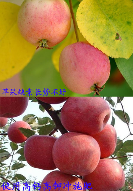 蘋果沖施肥使用對比圖 蘋果沖施肥使用對比圖
