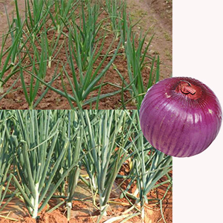 洋蔥沖施肥使用技術 洋蔥沖施肥使用技術