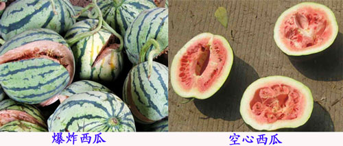 西瓜空心和爆炸 西瓜空心和爆炸