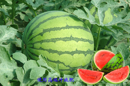西瓜高端沖施肥使用效果 西瓜高端沖施肥使用效果