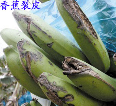 青香蕉裂皮 青香蕉裂皮