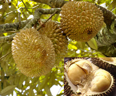 榴蓮 榴蓮