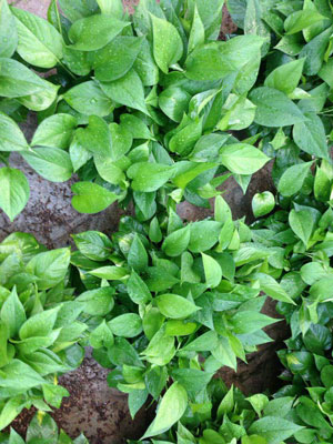 其他沖施肥品牌使用效果 其他沖施肥品牌使用效果