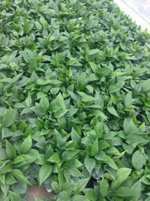 德國摩爾沖施肥使用效果 德國摩爾沖施肥使用效果