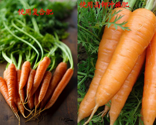 胡蘿卜沖施肥對比 胡蘿卜沖施肥對比